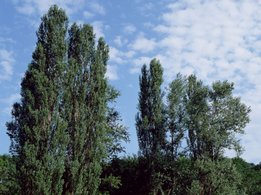 45379 (a): :1600x1200